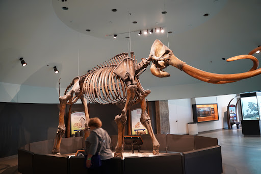 The La Brea Tar Pits and Museum