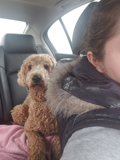 Pet Supply Store «Petco Animal Supplies», reviews and photos, 15622 Old Columbia Pike, Burtonsville, MD 20866, USA