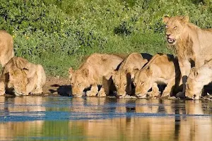 Ntaba African Safaris image