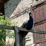 Photo n°7 de l'avis de Manuela.a fait le 29/07/2018 à 18:29 sur le  Buschenschank Weingut Haidenhof à Tscherms