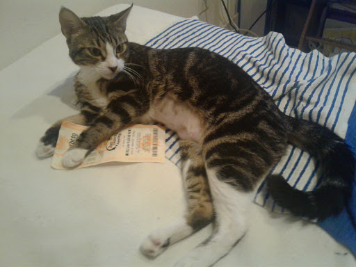 Pet Supply Store «PetSmart», reviews and photos, 3610 Rosecrans St, San Diego, CA 92110, USA