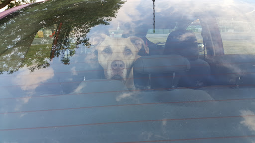 Pet Supply Store «Pet Supplies Plus», reviews and photos, 220 Market Dr, Elyria, OH 44035, USA