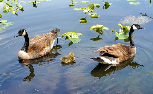 Nature Preserve «Twin Lakes Preserve», reviews and photos, Park Ave, Wantagh, NY 11793, USA