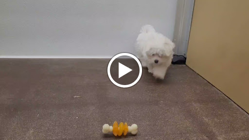 Pet Store «PV Pets», reviews and photos, 233 S Broadway, Pennsville, NJ 08070, USA