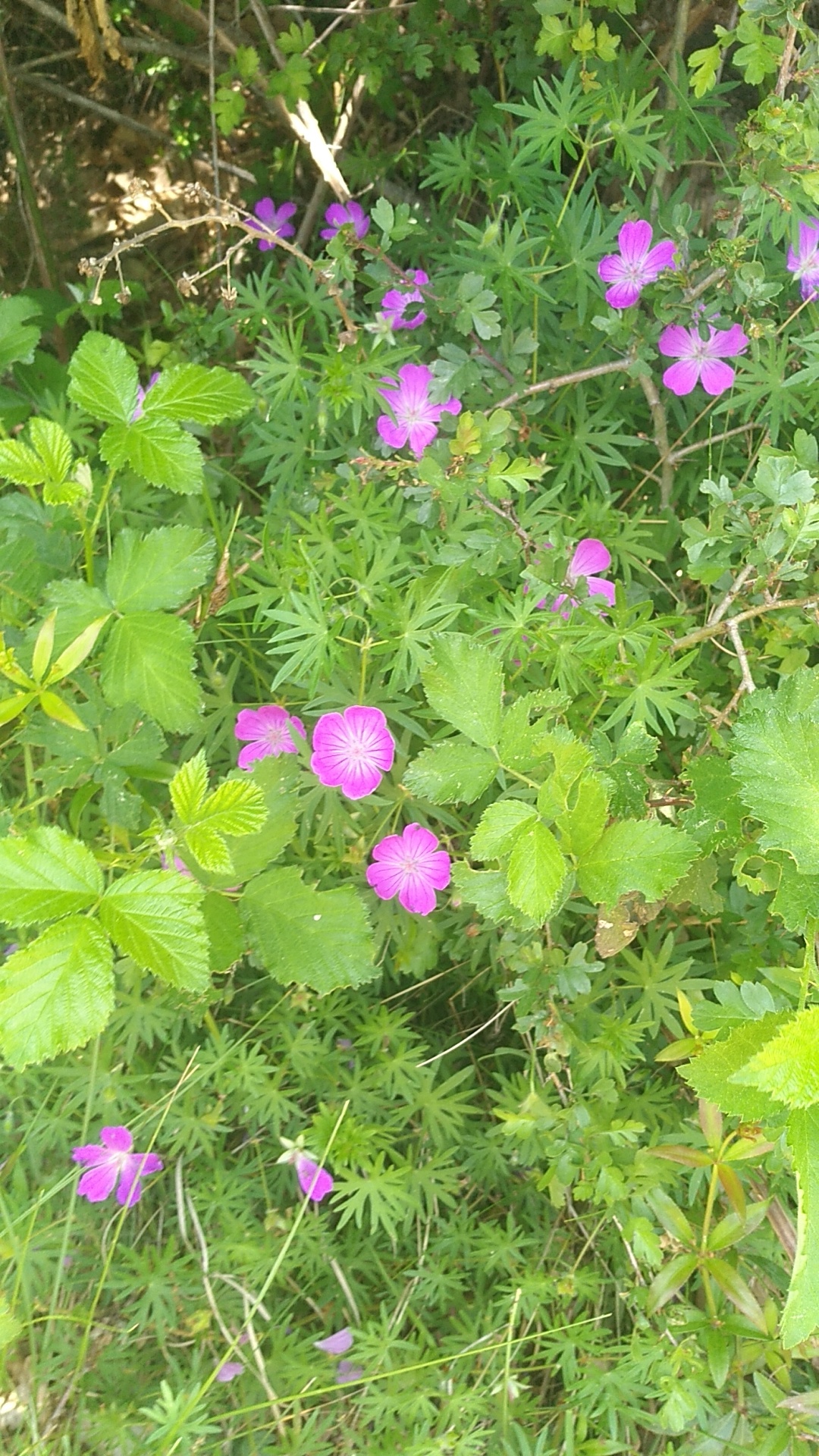 Photo n° 4 de l'avis de Marie-laure.e fait le 31/05/2019 à 15:26