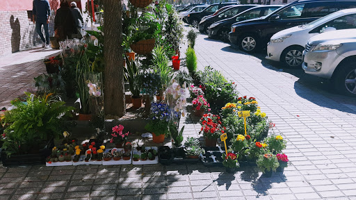 Flores y Plantas Hernández