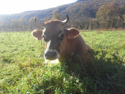 Ferme d'Elodie et Julien à Bétaille