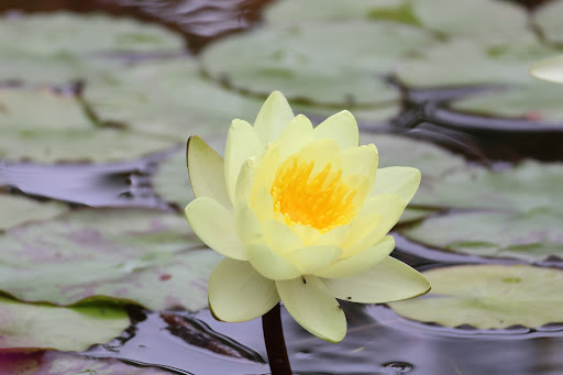 Sherman Library & Gardens image