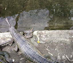 Crocodile Zoo photo