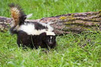 A-Z Darn Varmints - Photo 2 - Car repair in , Canton