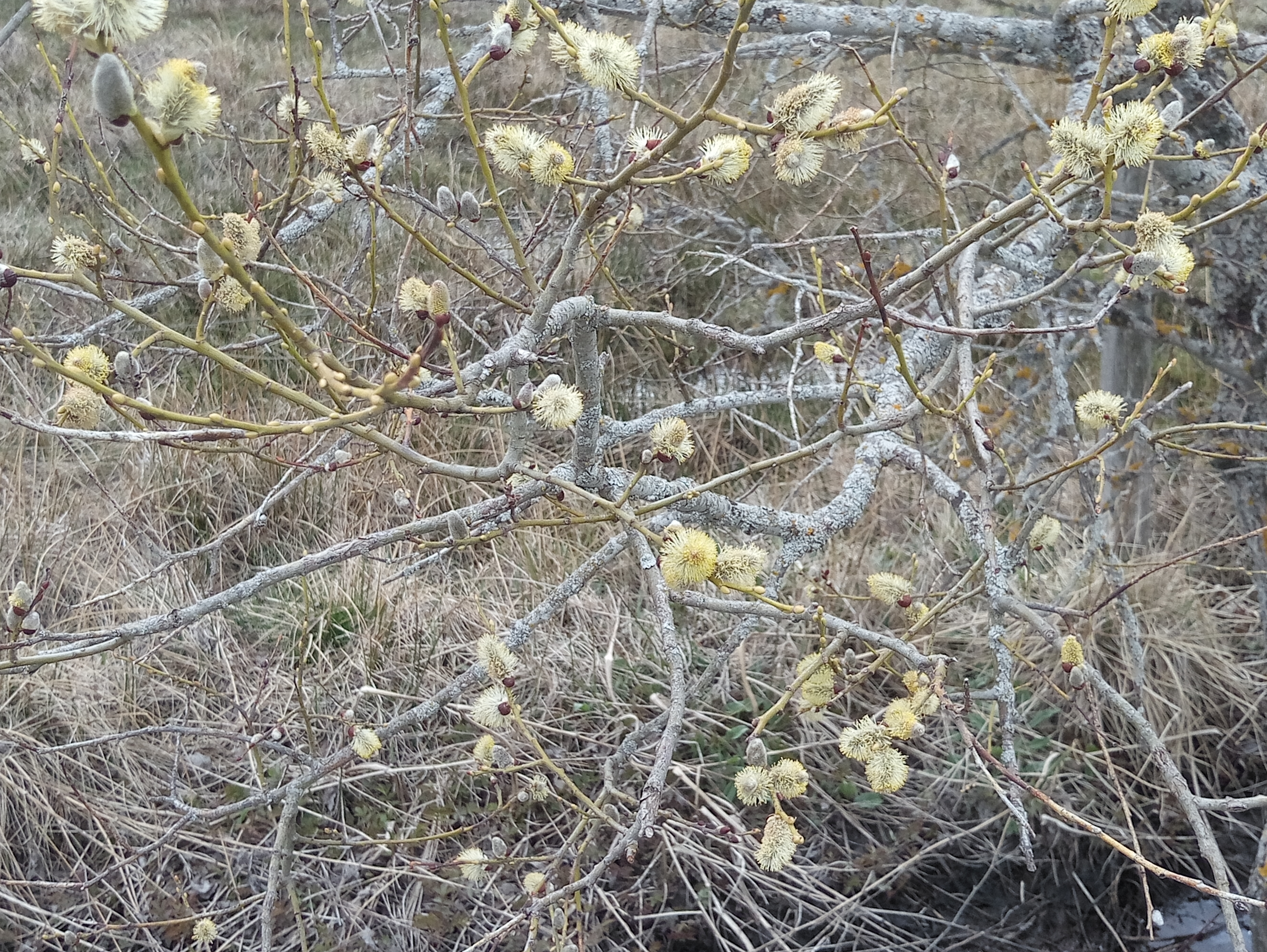 Photo n° 1 de l'avis de GIRAUD.R fait le 24/04/2019 à 16:10