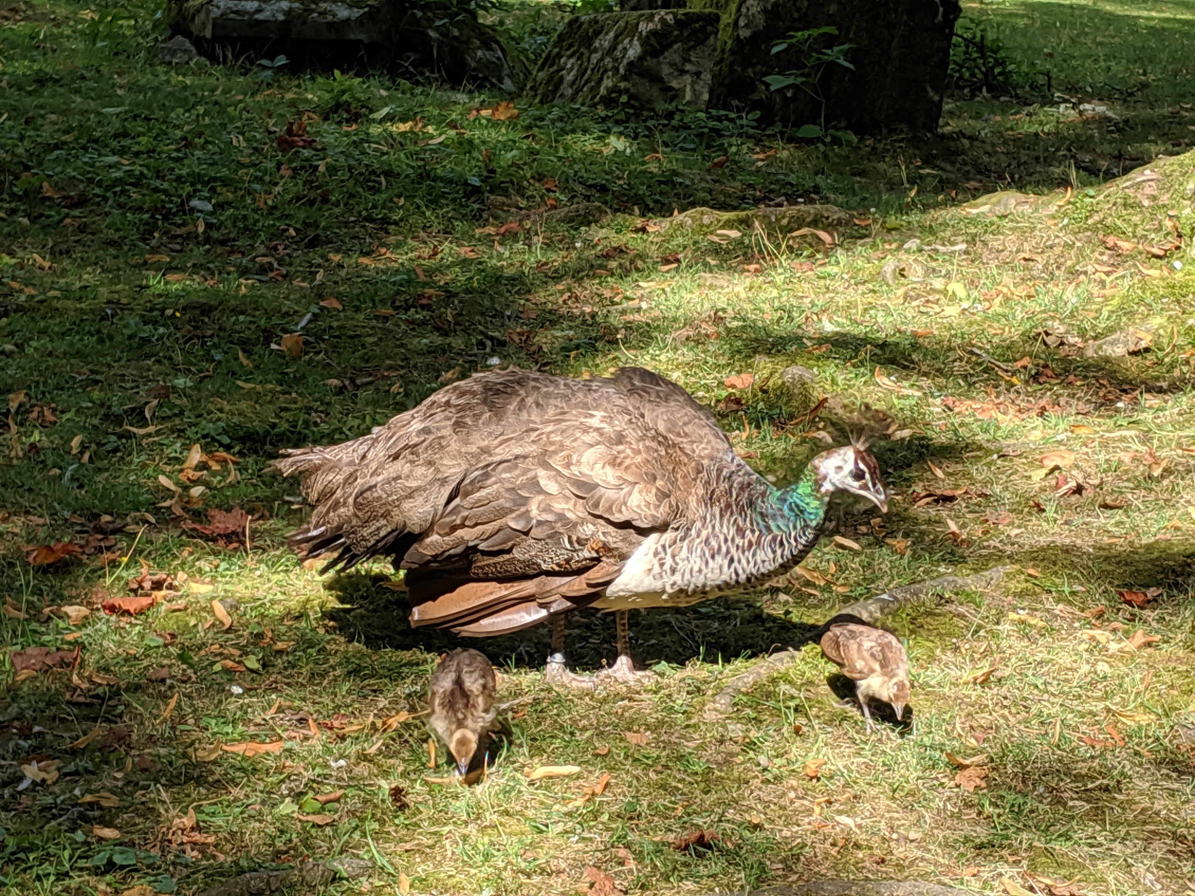 Photo n° 14 de l'avis de Mickael.a fait le 20/08/2019 à 04:46