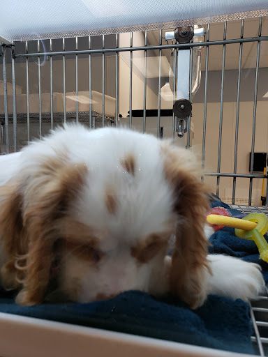 Pet Store «Petland Topeka», reviews and photos, 1801 SW Wanamaker Rd, Topeka, KS 66614, USA