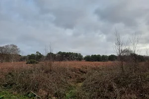 Knettishall Heath Nature Reserve, SSSI and GSI site image