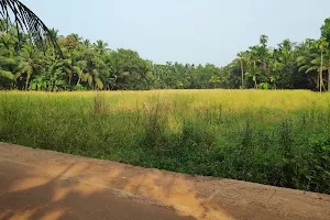 Kayanoli vayal view (വയൽ) image