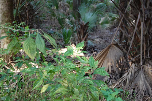 Asian Grocery Store «VN Oriental Market», reviews and photos, 14680 S Tamiami Trail #6, Fort Myers, FL 33912, USA