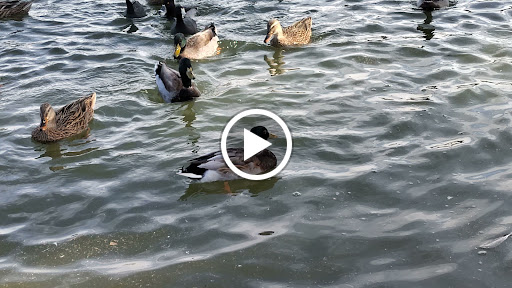 Park «Cesar Chavez Park», reviews and photos, 7858 S 35th Ave, Laveen Village, AZ 85339, USA