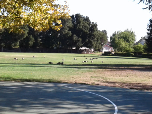 Park «Jollyman Park», reviews and photos, 1000 S Stelling Rd, Cupertino, CA 95014, USA