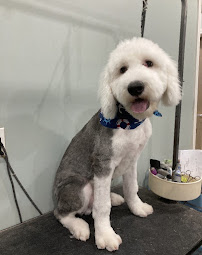 Fur Babies Boarding and Grooming - Photo 2 - Car repair in Archdale, NC, High Point
