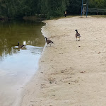 Photo n°5 de l'avis de Diana.o fait le 23/07/2023 à 04:04 sur le  Ferienparadies Mühlenbach à Soltau