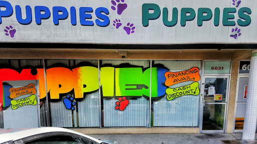 Puppies Tampa Tampa
