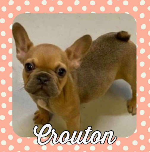 Pet Store «Pet Express», reviews and photos, 250 Granite St, Braintree, MA 02184, USA