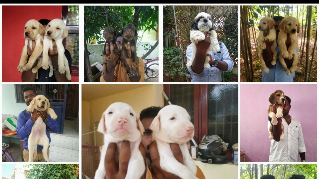 Vinis pets