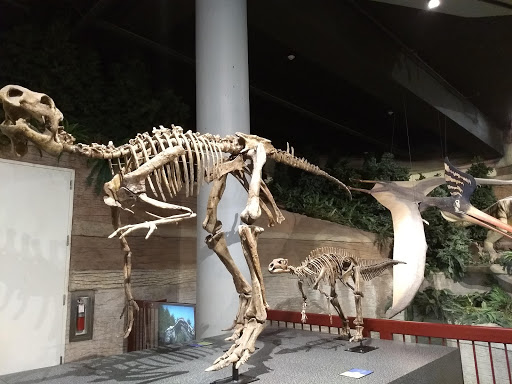 Tourist Attraction «Arizona Museum of Natural History», reviews and photos, 53 N Macdonald, Mesa, AZ 85201, USA