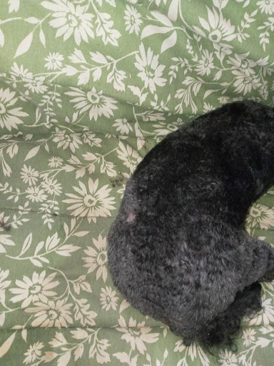 Pet Supply Store «The Dog House», reviews and photos, 4237 S Alameda St, Corpus Christi, TX 78412, USA