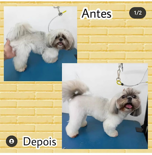 Logo da empresa - Pet Auguri