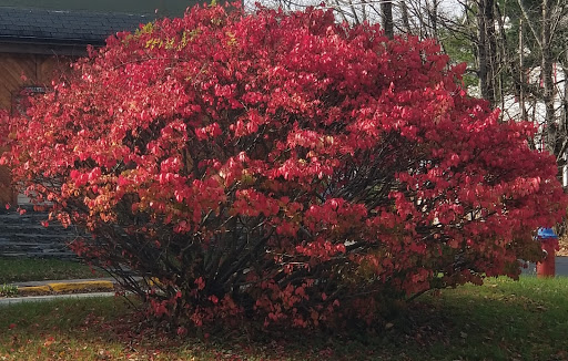 Art Museum «George Eastman Museum», reviews and photos, 900 East Ave, Rochester, NY 14607, USA