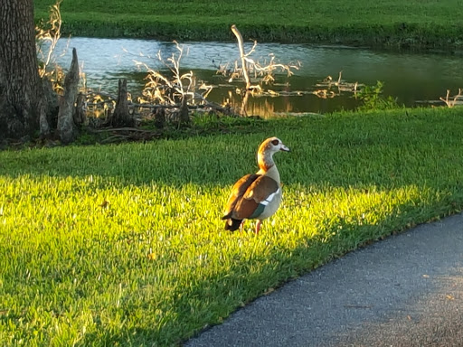 Park «Sunset Park», reviews and photos, 10600 Cleary Blvd, Plantation, FL 33324, USA