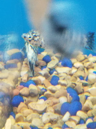 Pet Supply Store «PetSmart», reviews and photos, 3680 S US Hwy 41, Terre Haute, IN 47802, USA