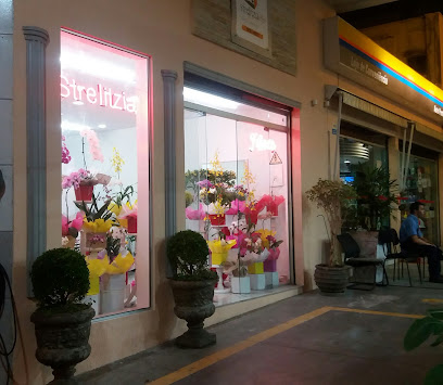 Strelitzia Flores Moema São Paulo SP