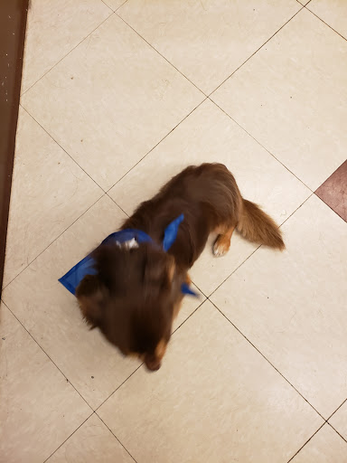 Pet Supply Store «PetSmart», reviews and photos, 1460 Koester Rd, Forsyth, IL 62535, USA