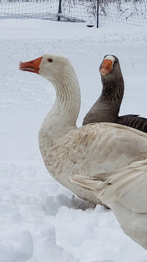 Garden Center «Liberty Agway Home & Garden Center», reviews and photos, 11 Bon Jovi Ln, Liberty, NY 12754, USA