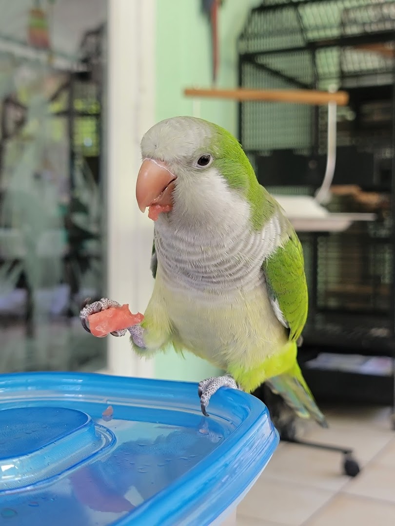 Angelwings Parrot Rescue