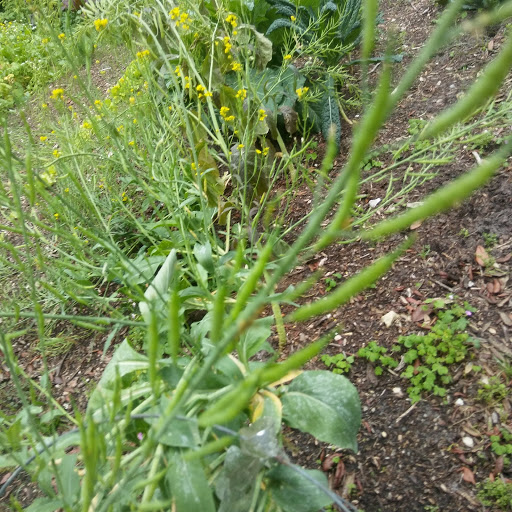 Farm «Sweetwater Organic Community Farm», reviews and photos, 6942 W Comanche Ave, Tampa, FL 33634, USA