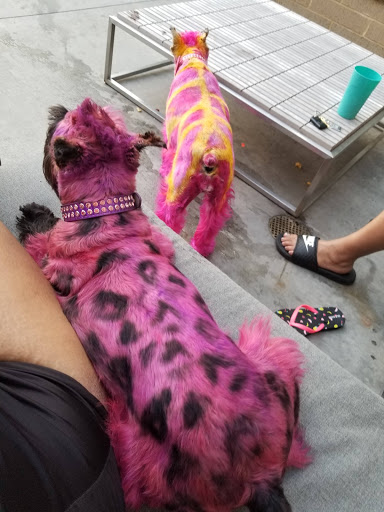 Pet Store «The Pet Set - Midtown», reviews and photos, 976 Piedmont Ave NE, Atlanta, GA 30309, USA