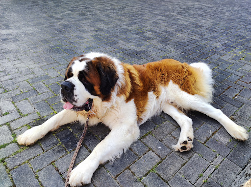 Rüdemeister Jagd- und Hundebedarf UG (haftungsbeschränkt) unter Illingen, 