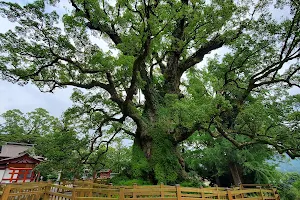 Giant Camphor Tree of Kamoh image