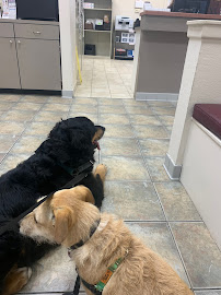 Galveston Veterinary Clinic