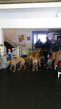Dog Days Daycare & Boarding - Photo 9 - Car repair in St Paul, MN, Minneapolis