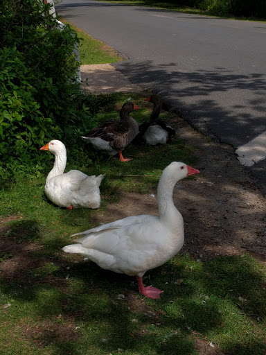 Golf Club «Maidstone Club», reviews and photos, 29 Maidstone Ln, East Hampton, NY 11937, USA