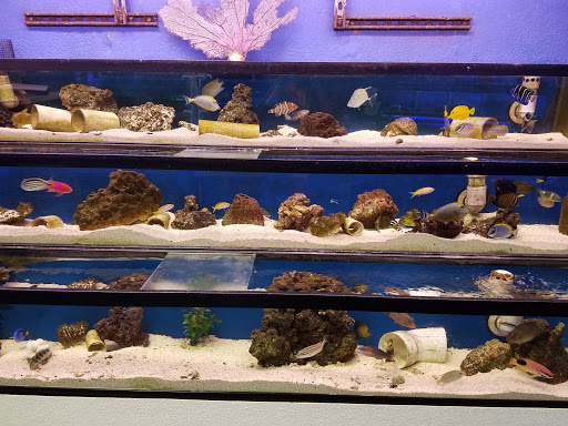 Tropical Fish Store «Austin Aqua-Dome», reviews and photos, 1604 Fortview Rd, Austin, TX 78704, USA