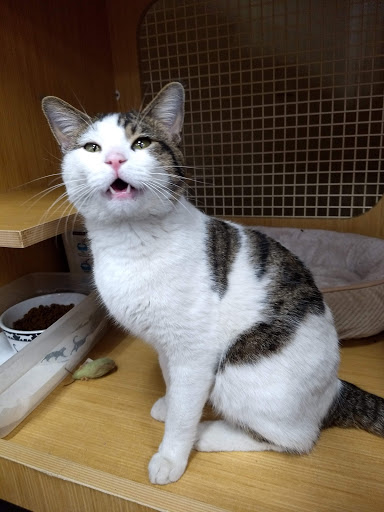 Pet Supply Store «Petco Animal Supplies», reviews and photos, 1500 N Town E Blvd, Mesquite, TX 75150, USA