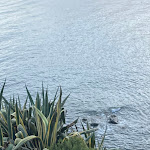 Photo n°1 de l'avis de Gaby. fait le 02/09/2023 à 08:08 sur le  Alimentari Da Rosita à Ginostra