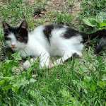 Photo n°11 de l'avis de Claudia.. fait le 06/08/2023 à 14:15 sur le  Gasthof Hochmuth à Tirol