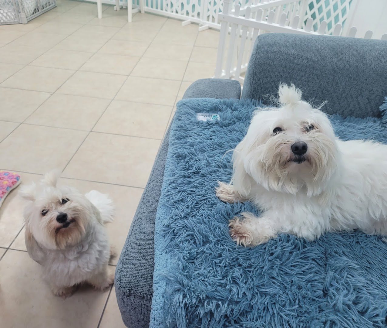 Tiny Paws Doggy Daycare