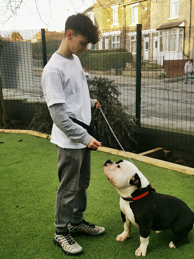 It's A Dogs Life Canine Enrichment training Centre